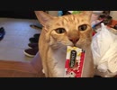 虎猫至福のCIAOちゅ〜る
