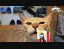 グルメな虎猫