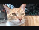 見つめる虎猫