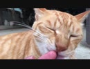 虎猫の甘噛み