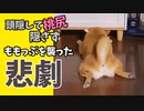 柴犬ももっぷがボールを取ろうと必死に頑張った結果【ももっぷの音声入り】