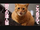 【閲覧注意】ベテラン子猫、狩った獲物をお土産に持ってくる