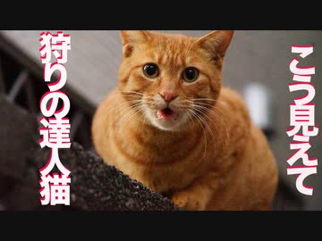 【閲覧注意】ベテラン子猫、狩った獲物をお土産に持ってくる