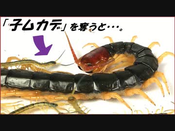 「子ムカデ」を剥ぎ取られた親ムカデの意外な行動。