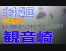 水中動画（2020年7月21日）in 観音崎