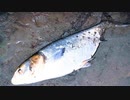 【釣り・VLOG】荒川温泉、温排水で怪魚の正体であるハクレンを釣り、雪辱を果たす＠荒川ロックゲートのおまけ動画あり♪【P30 Pro】