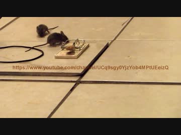 ホモと学ぶネズミトラップ.king