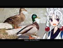 【マガモ】動物たちの性事情【VOICEROID解説】