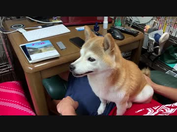 雷さまにオヘソ取られちゃわないか不安なシバイヌ(キバイヌ)