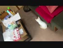 ルンバVSにゃんこ