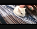 ハムスター飼いました。その98～2020年7月だよ!!体重測定だよ!!～