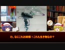 【講座動画投稿祭2020夏】 ゆっくりどうぶつずかん番外編１後編【夏の毒生物】