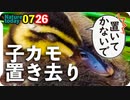 0726【カルガモ親子置き去り義母】捕食練習ハクセキレイ。カワセミオスメス。サイコパス【今日撮り野鳥動画まとめ】身近な生き物語
