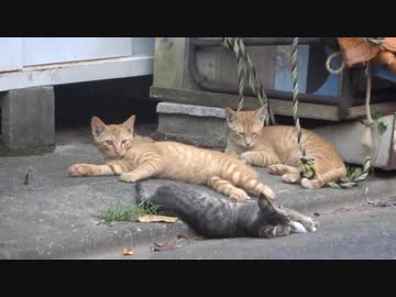 公園際の死闘！老猫一家 VS 母猫＆野良コネコチャンズ