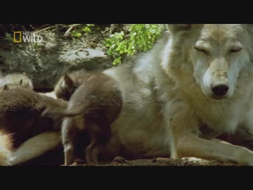 モンゴルのフレンズ「広大な草原地帯」