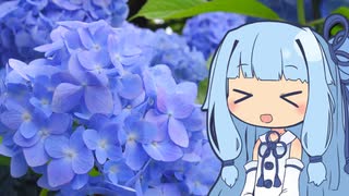 【琴葉葵車載】曇り空と紫陽花と