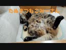 おっぴろげで寝るみーさん
