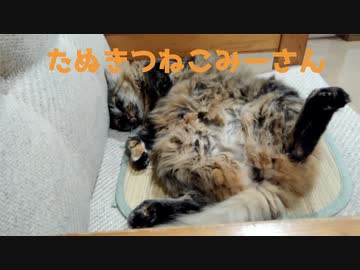 おっぴろげで寝るみーさん