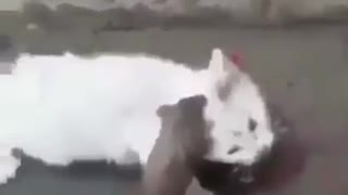 ネコｖｓネズミその４