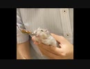 【ハムスター】さらちゃんのさらさら活動日記その22