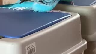 ご機嫌なインコの動画を2倍速にしてみたらうるさくなった