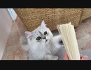 夏の風物詩を楽しむ猫が可愛い
