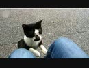 野良猫ちゃんと仲良くなろう大作戦･その３