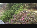 八ヶ岳散歩 横岳 20200625