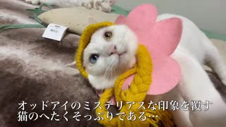 オッドアイの保護白猫、猫のへたくそっぷりが暴走する