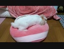 もちもちクッションをほりほりするうさぎさん