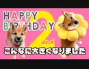 【生誕祭】子犬時代の秘蔵映像蔵出し！柴犬ももっぷ2歳のお誕生日