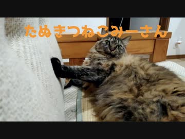 毛繕いみーさん２