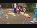 フラミンゴの散歩