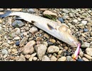 【釣り・VLOG】埼玉の柳瀬川でブラックバス釣り＠釣れたのはニゴイ君だけ！【P30 Pro】