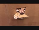 猫が手を出してるだけの動画