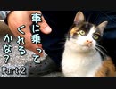 車内で家猫訓練１【三毛猫が保護されるまで Part２】