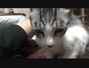 退屈なアルフィノ　＃177