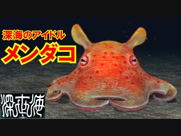 【メンダコ】深海のスーパーアイドルと、深海に横たわる見えない壁【深世海】part５