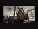 2020年　北海道夏季馬術大会【Vlog】