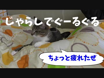 猫じゃらしに疲れたお猫様