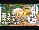 0728【異種カルガモ親子】マガモにマルガモ。迷子の子カモ、セキレイ雛がシギ観察。ウズラカメムシ、カマキリ、カメムシ【今日撮り野鳥動画まとめ】身近な生き物語