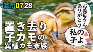 0728【異種カルガモ親子】マガモにマルガモ。迷子の子カモ、セキレイ雛がシギ観察。ウズラカメムシ、カマキリ、カメムシ【今日撮り野鳥動画まとめ】身近な生き物語