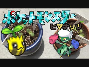 【実況】「ヒマナッツがひんしになった数」だけ現実でひまわりを育てる縛り（Part4）