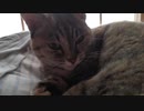 しっけててやだね  Damp and waking up