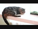 ゴロゴロぶん太の生活