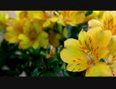 風見芳明