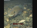 【特定外来生物】厄介外来魚ブルーギルを2分ちょっとで解説してみた。