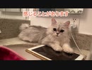 飼い主を守ろうとする猫の行動が凄すぎる