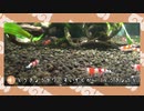 【剣盾】水族館パでワイワイバトル：16(修正版)【シングルランクS8＋ヨロイビギニング】