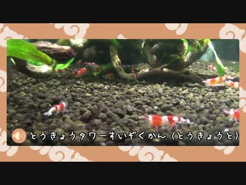 【剣盾】水族館パでワイワイバトル：16(修正版)【シングルランクS8＋ヨロイビギニング】
